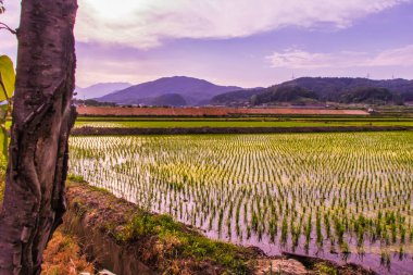 Sokcho, Güney Kore - 8 Haziran 2015: Bu dağlık bölgedeki dağları yansıtan pirinç tarlalarının suyu.