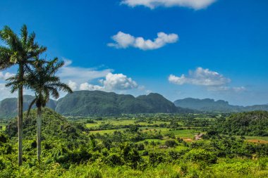 Viales, Küba - 10 Temmuz 2018: Viales Vadisi manzarası. Tropikal ve neredeyse bir yağmur ormanı. Aynı isimde bir milli parkın içinde. Ön planda palmiye ağaçları.
