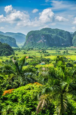 Viales, Küba - 10 Temmuz 2018: Viales Vadisi manzarası. Tropikal ve neredeyse bir yağmur ormanı. Aynı isimde bir milli parkın içinde. Palmiye ağaçları, aşırı gelişmiş tepelerden oluşan etkileyici bir manzara..