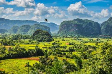 Vinales, Küba - 10 Temmuz 2018: Viales Vadisi manzarası. Tropikal ve neredeyse bir yağmur ormanı. Aynı isimde bir milli parkın içinde. Büyük bir kuş uçuyor.
