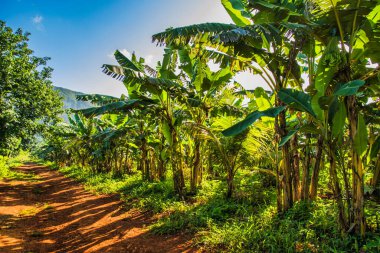 Vinales, Küba - 11 Temmuz 2018: Vinales 'te at binmek. Yol boyunca palmiye ağaçları