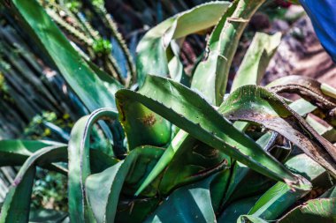 Mexico City, Mexico - 26 Nisan 2010: tekila alkolü burada görüldüğü gibi agave bitkisinden yapılır