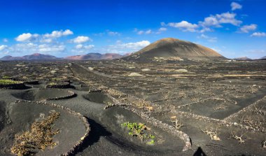 Lanzarote, İspanya - 13 Aralık 2017: Atlas Okyanusu 'ndan esen şiddetli rüzgarla adadaki üzüm bağları onlar için volkanik zemin / taş üzerinde bir çukur kazılarak korunmaktadır.