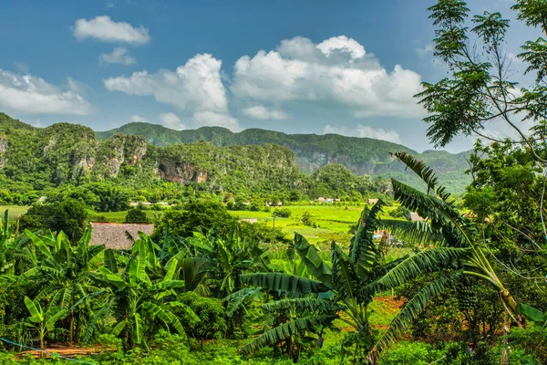 Vales Cuba July 2018 View Valley Viales 热带和几乎是热带雨林 位于同名的国家公园内 — 图库照片