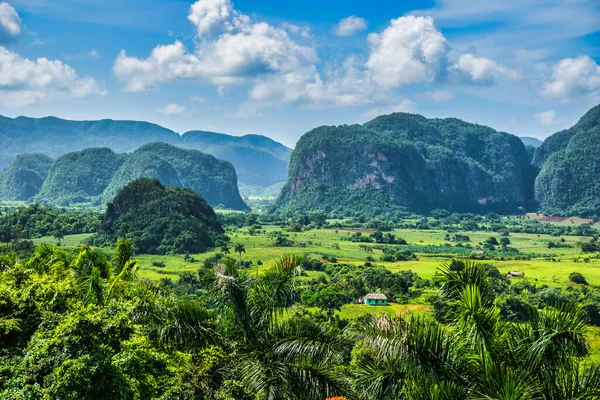 Viales, Küba - 10 Temmuz 2018: Viales Vadisi manzarası. Tropikal ve neredeyse bir yağmur ormanı. Aynı isimde bir milli parkın içinde. Palmiye ağaçları, aşırı gelişmiş tepelerden oluşan etkileyici bir manzara..