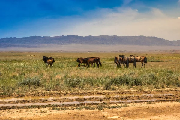 アルマトイ カザフスタン 6月16 2017 外の道路の風景に沿って草原や石の山々の美しい風景道路カザフスタン シェッペ地方に馬 — ストック写真