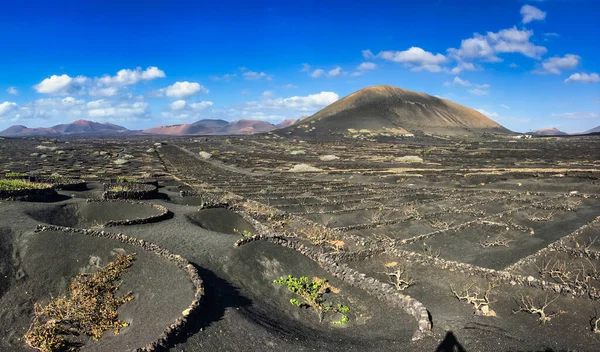 Lanzarote, İspanya - 13 Aralık 2017: Atlas Okyanusu 'ndan esen şiddetli rüzgarla adadaki üzüm bağları onlar için volkanik zemin / taş üzerinde bir çukur kazılarak korunmaktadır.