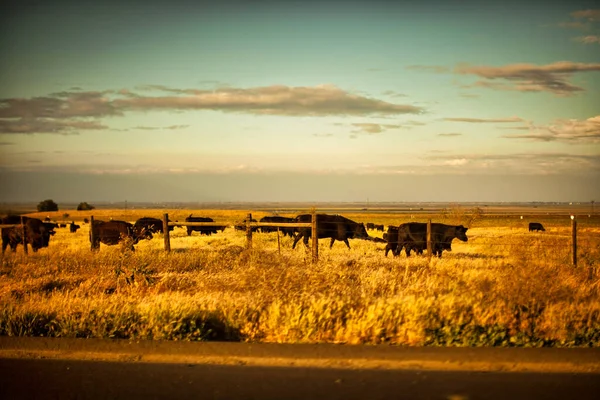 Καλιφόρνια Ηνωμένες Πολιτείες Απριλίου 2011 Μια Ομάδα Ευτυχισμένων Αγελάδων Της — Φωτογραφία Αρχείου