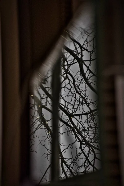 Lahey, Hollanda - 01 Ocak 2020: Pencereden yansıyan ölü bir ağacın gizemli dalları