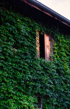Menthon Saint Bernard, Fransa - 29 Ağustos 2020: Pencerelerinin önünde kepenkleri olan tarihi bir evin duvarlarında koyu yeşil sarmaşık büyüyor