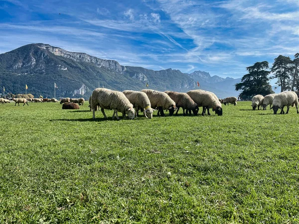 フランス アヌシー 2021年10月15日 毛むくじゃらの毛を持つ羊の群れが山の緑のフィールドに太陽の下で放牧されています — ストック写真