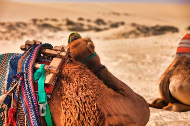 Doha, Katar - 27 Ocak 2010: Yolculuğa çıkmaya hazır bir deve çöl kumunda dinleniyor.