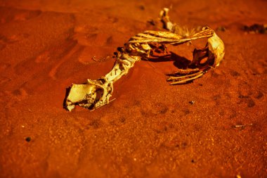 Broken Hill, Avustralya - 16 Ekim 2009: Bir araba çarptıktan sonra bir kangurunun iskeleti yolun kenarında yatıyor