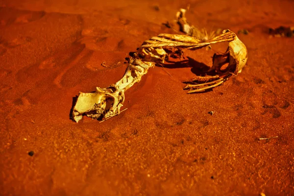 Broken Hill Australia October 2009 Skeleton Kangaroo Laying Next Road — Stock Photo, Image