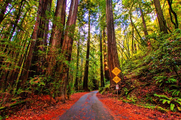 Guerneville, ABD - 12 Kasım 2011: Pasifik kıyısı yakınlarındaki Rus Nehri 'nin Redwood ormanındaki dev sekoya ağaçlarıyla çevrili bir turist yolu