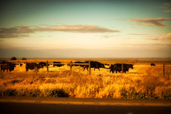 Californie États Unis Avril 2011 Groupe Vaches Californiennes Heureuses Tient — Photo