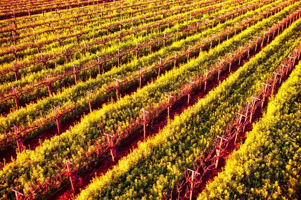 Napa United States February 2013 Aerial View Vine Yard Fields — 图库照片