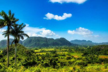 Viales, Küba - 10 Temmuz 2018: Viales Vadisi manzarası. Tropikal ve neredeyse bir yağmur ormanı. Aynı isimde bir milli parkın içinde. Ön planda palmiye ağaçları.