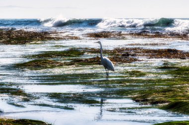 Pismo Beach, ABD - 19 Şubat 2020: Pasifik Okyanusu 'nun bir ekosistemi bu sahilde kayalar, doğa, havuzlar ve çimlerle birlikte görülebilir.