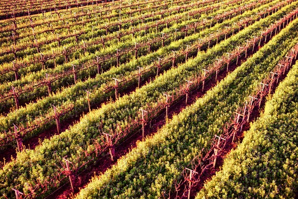 Napa United States February 2013 Aerial View Vine Yard Fields — 图库照片