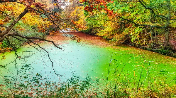 Гаага Нидерланды Октября 2015 Каналы Природе Недрах Осенью Листьями Воде — стоковое фото