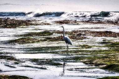 Pismo Beach, ABD - 19 Şubat 2020: Pasifik Okyanusu 'nun bir ekosistemi bu sahilde kayalar, doğa, havuzlar ve çimlerle birlikte görülebilir.