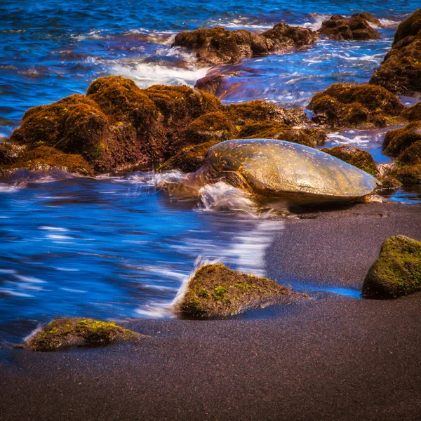 Hawaii United States September 2012 Big Island Hawaii Turtle Jumping — Stock Photo, Image