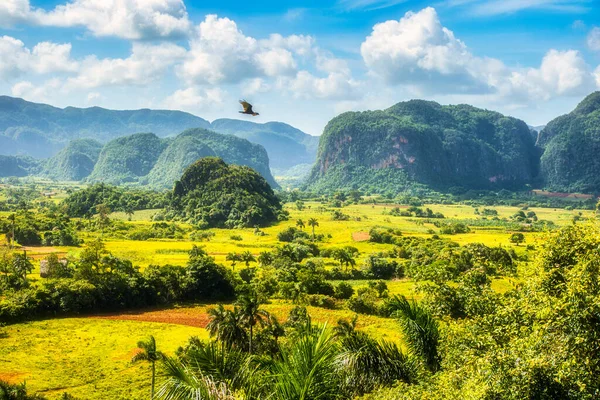 Vinales Kuba Lipca 2018 Widok Dolinę Vinales Tropikalny Prawie Jak — Zdjęcie stockowe