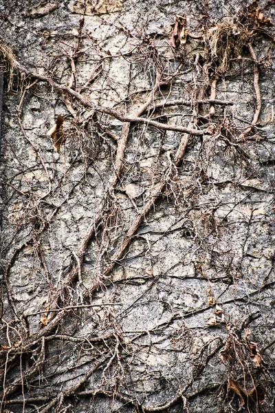 Menthon Saint Bernard Janvier Branches Lierre Séchées Sur Mur Pour — Photo