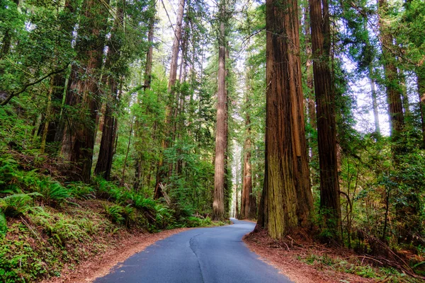 Garberville Usa Februari 2020 Kör Extrem Slingrande Väg Med Sequoia — Stockfoto