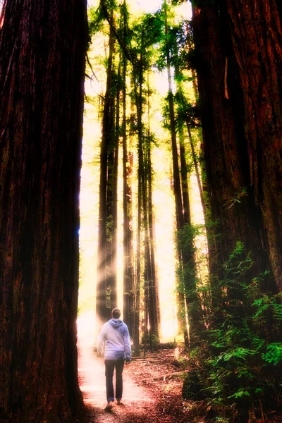 Garberville Usa Februari 2020 Låg Vinkel Syn Jätte Sequoia Uppradade — Stockfoto
