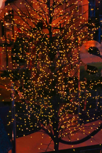 オランダ ハーグ2022年1月3日 店舗の正面窓にミニLedの金色のライトのある木が置かれています — ストック写真