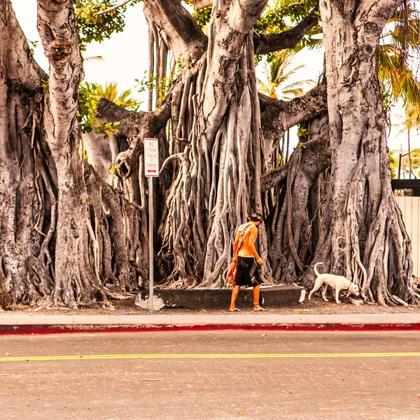 Kona Ηνωμένες Πολιτείες Σεπτεμβρίου 2012 Ρίζες Ενός Τεράστιου Δέντρου Banyan — Φωτογραφία Αρχείου