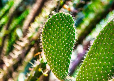 Mexico City, Mexico - 26 Nisan 2010: belki de çölde en çok görülen bitki olan kaktüs Meksika 'da çok görülür.