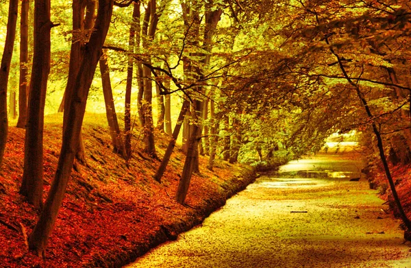 Haag Nederländerna Oktober 2008 Höst Färgerna Naturen Magisk Också Kanal — Stockfoto