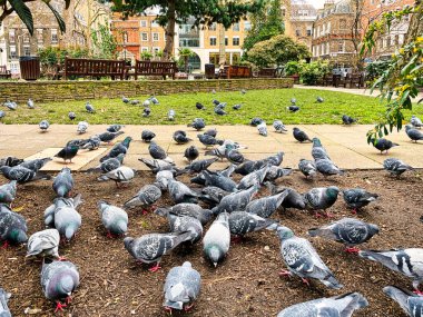 Londra, Birleşik Krallık - 07 Mart 2022: Birçok güvercin yerde yürüyor ve küçük Soho Meydanı parkında tohum yiyor