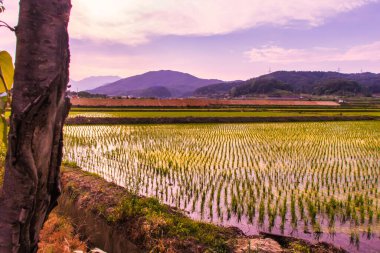 Sokcho, Güney Kore - 8 Haziran 2015: Bu dağlık bölgedeki dağları yansıtan pirinç tarlalarının suyu.