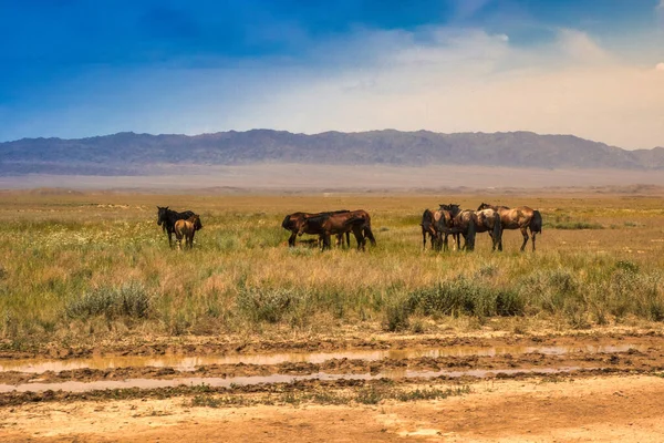 アルマトイ カザフスタン 6月16 2017 外の道路の風景に沿って草原や石の山々の美しい風景道路カザフスタン シェッペ地方に馬 — ストック写真