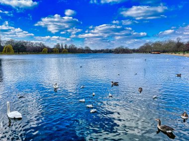 Bir çok ördek ve kuğu Hyde Park 'taki yılan gölünde yüzer ve zaman zaman yiyecek bulur.