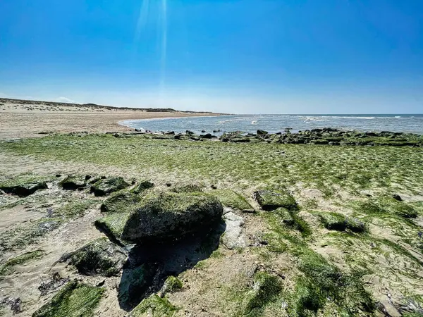 Sea Grass Coastal Rocks Beach — Fotografia de Stock