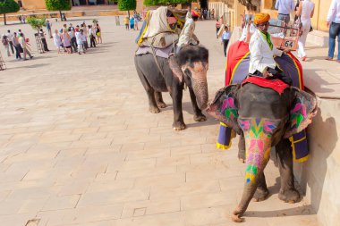 Jaipur, Hindistan - 16 Eylül 2011: Japonya 'daki UNESCO kalesi Jaigarh' da turistleri tepeye çıkaran madalyalı filler ve sürücüler