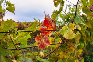 Santa Rosa, ABD - 11 Kasım 2011: Sonoma 'daki bir üzüm bahçesindeki yaprağın yakın çekimi kırmızıya döndü