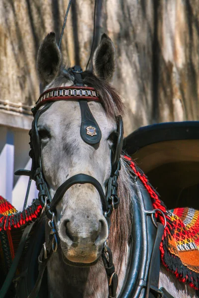 Lissabon Portugal Maart 2008 Een Grijs Paard Een Paard Koetstocht — Stockfoto