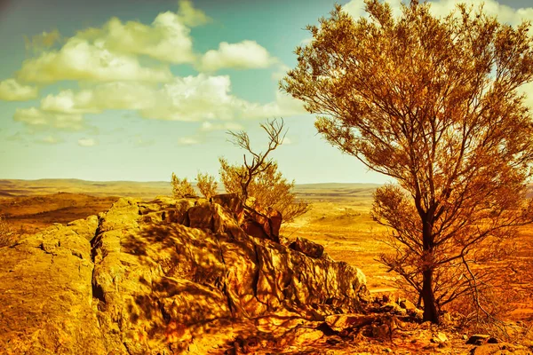 Broken Hill Australia Października 2009 Małe Drzewo Daje Cień Gorącym — Zdjęcie stockowe