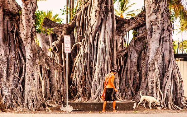 Kona Estados Unidos Setembro 2012 Raízes Uma Enorme Árvore Banyan — Fotografia de Stock