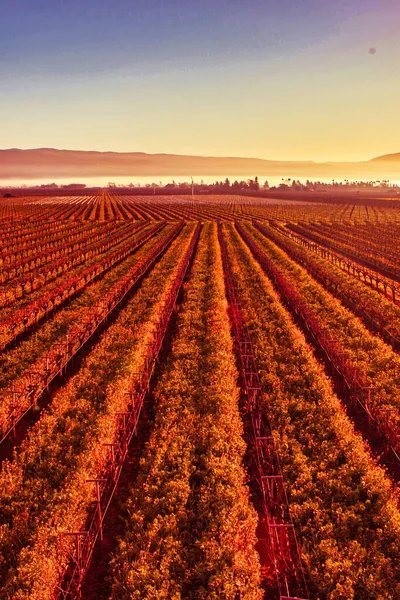 Napa Verenigde Staten Februari 2013 Een Luchtfoto Van Wijngaarden Napa — Stockfoto