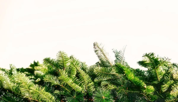 Izolovaný Obrázek Borovicových Větví Zelenými Jehličkami — Stock fotografie