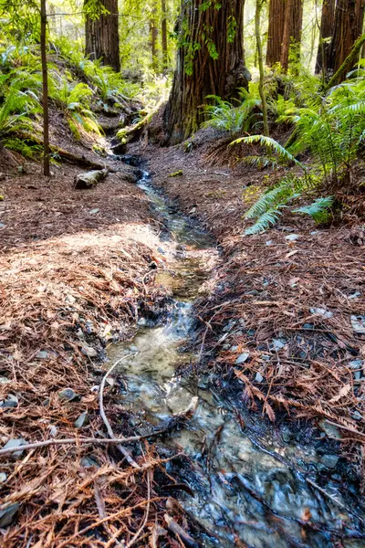 Garberville États Unis Février 2020 Petit Ruisseau Trouve Dans Les — Photo