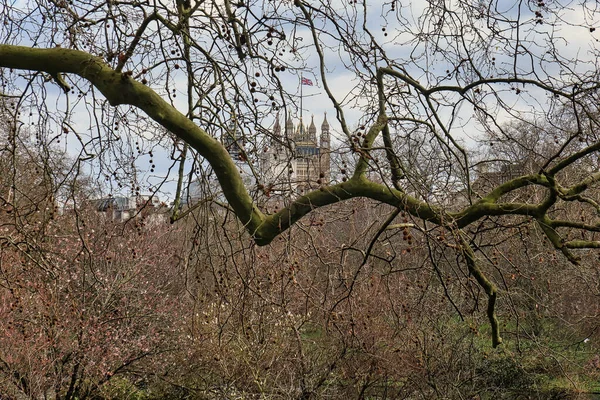 Londýn Velká Británie Března 2022 Větve Stromu Saint James Nebo — Stock fotografie