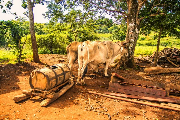 Vinales Cuba July 2018 Transport Cows Water Buffalo Cart Barrel — Stock Photo, Image